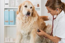 dog-veterinary-exam-thinkstockphotos-483552976-335